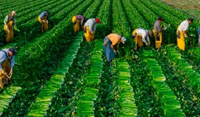 Diferenciais Zanon Agro